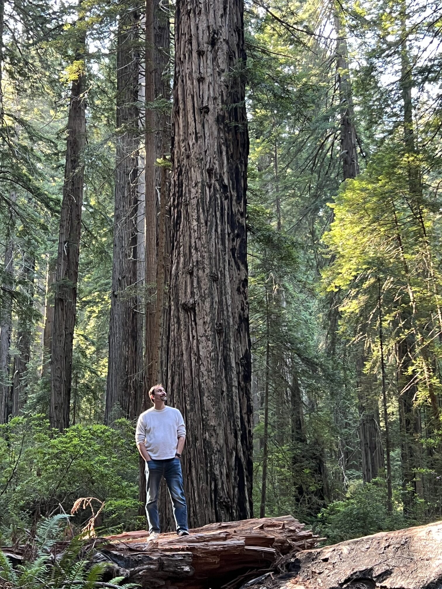Eric Hughes standing among giant redwood trees in California
